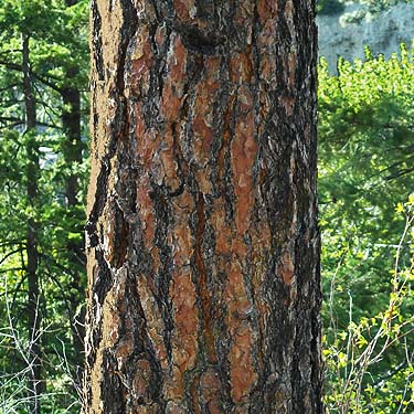 Ponderosa pine trunk, lower Pine Canyon, Douglas County, Washington