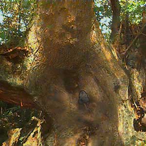 rejuvenated Douglas-fir tree, Nameless Point, Whidbey Island, Washington