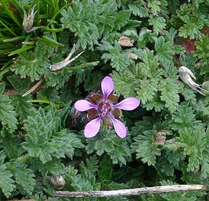 unidentified flower, Green Canyon, Kittitas County, Washington