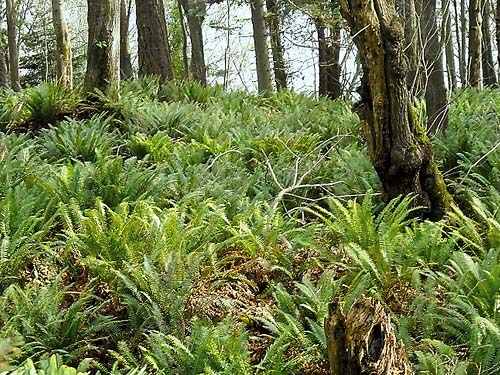 pure stand of sword fern Polystichum munitum, Quiet Place Park, Kingston, Kitsap County, Washington