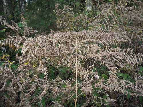 Fall bracken Pteridium aquilinum in meadow, Quiet Place Park, Kingston, Kitsap County, Washington