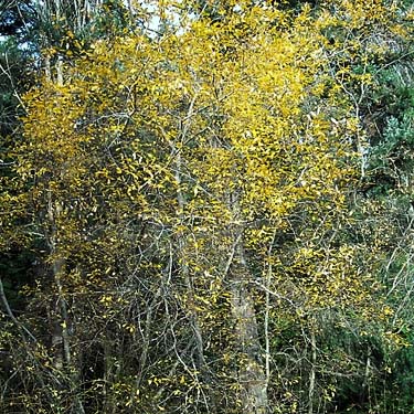 cascara tree Rhamnus purshiana (probably) with fall color, Quiet Place Park, Kingston, Kitsap County, Washington