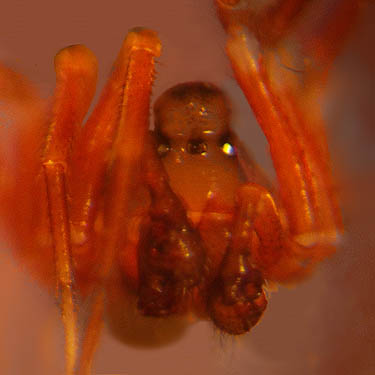 face of linyphiid micro-spider Ceratinops inflatus, male, Quiet Place Park, Kingston, Kitsap County, Washington