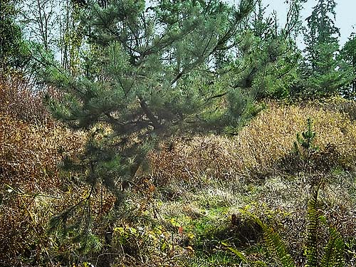 small lodgpole pine Pinus contorta in meadow, Quiet Place Park, Kingston, Kitsap County, Washington
