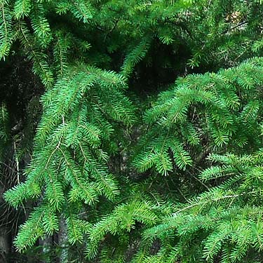 foliage of Douglas-fir Pseudotsuga menziesii, Quiet Place Park, Kingston, Kitsap County, Washington