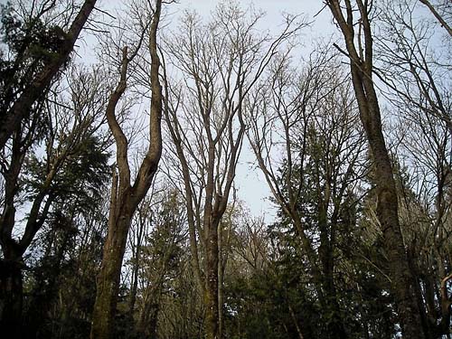 grove of bigleaf maple Acer macrophyllum, Quiet Place Park, Kingston, Kitsap County, Washington