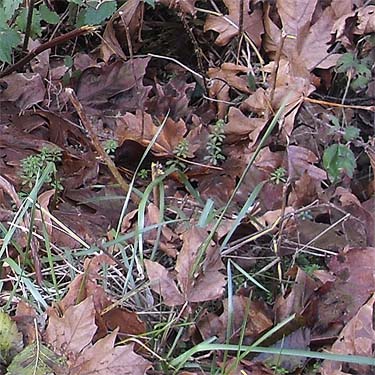 leaf litter of bigleaf maple Acer macrophyllum, Quiet Place Park, Kingston, Kitsap County, Washington