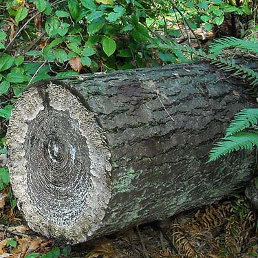 Cut windfall log well provided with fungus, Quiet Place Park, Kingston, Kitsap County, Washington