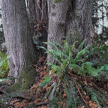 trunk of bigleaf maple tree Acer macrophyllum, Quiet Place Park, Kingston, Kitsap County, Washington