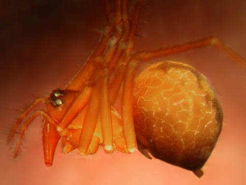 linyphiid micro-spider Bathyphantes orica female, Quiet Place Park, Kingston, Kitsap County, Washington