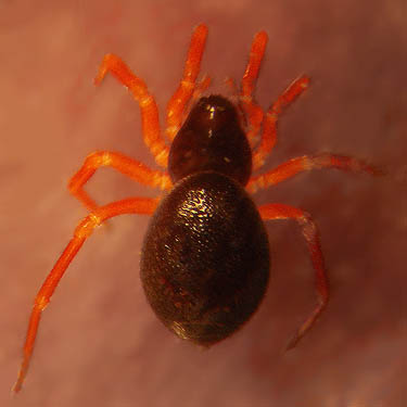 female linyphiid micro-spider, Pelecopsis sculpta, from Quiet Place Park, Kingston, Kitsap County, Washington