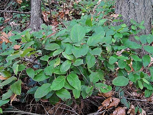 salal Gaultheria shallon in understory, Quiet Place Park, Kingston, Kitsap County, Washington