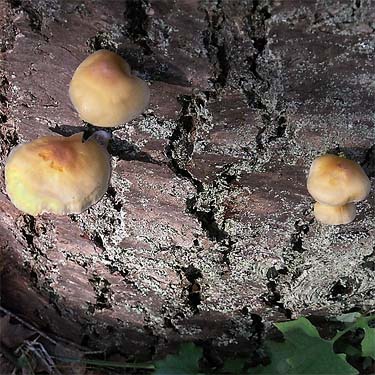 mushrooms on cut log section, Quiet Place Park, Kingston, Kitsap County, Washington