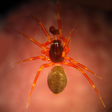 male linyphiid micro-spider, Walckenaeria cornuella, Quiet Place Park, Kingston, Kitsap County, Washington