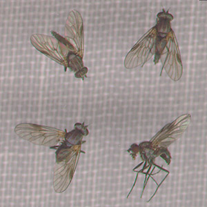 Biting flies, family Rhagionidae, genus Symphoromyia