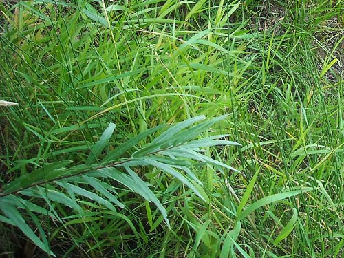 riparian grass beside Columbia River, residential district, Richland, Washington