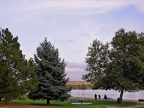 blue spruce tree in Leslie Groves Park, residential district, Richland, Washington
