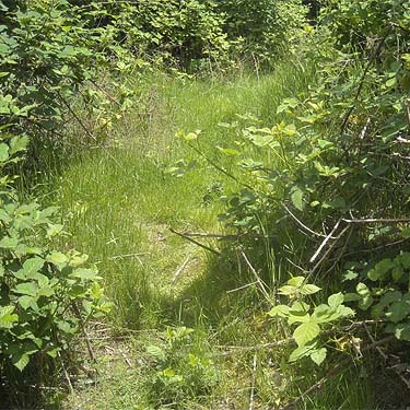 field aisle into blackberry thicket, Puyallup Riverwalk Trail, Pierce County, Washington