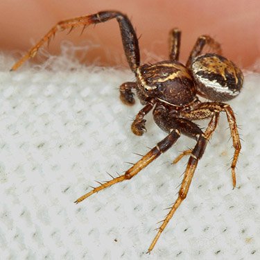 male crab spider Xysticus cristatus from grass field, Puyallup Riverwalk Trail, Pierce County, Washington