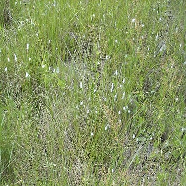 grass in large field, Puyallup Riverwalk Trail, Pierce County, Washington