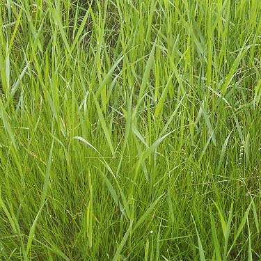 grass in large grassy field, Puyallup Riverwalk Trail, Pierce County, Washington