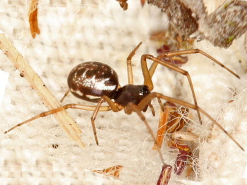 linyphiid sheetweb spider Microlinyphia mandibulata from Puyallup Riverwalk Trail, Pierce County, Washington
