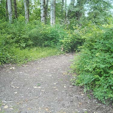 path through riparian woods,  Puyallup Riverwalk Trail, Pierce County, Washington
