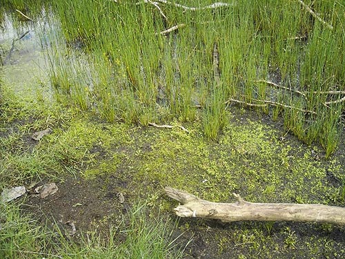 pond in large grass field, Puyallup Riverwalk Trail, Pierce County, Washington