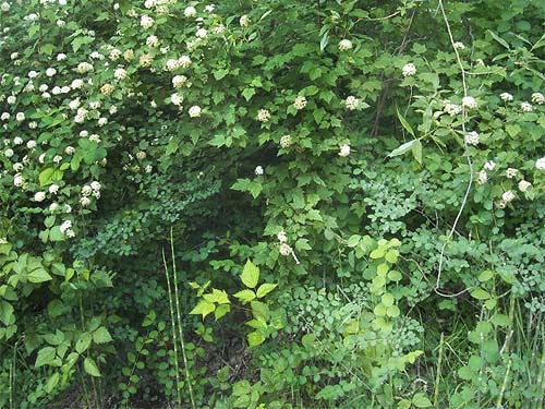dense shrub riparian understory, Puyallup Riverwalk Trail, Pierce County, Washington