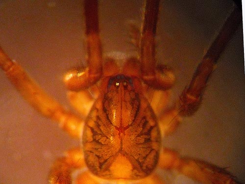 carapace of liocranid spider Agroeca ornata, Coal Mines Trail, Roslyn, Washington