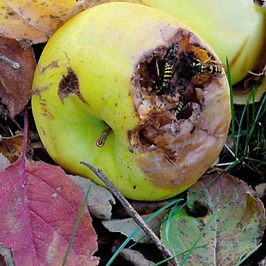 fallen apple with wasps, Coal Mines Trail, Roslyn, Washington