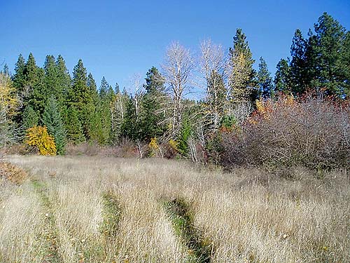 grassy meadow, Coal Mines Trail, Roslyn, Washington