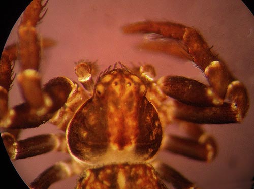 crab spider Ozyptila sp., Coal Mines Trail, Roslyn, Washington