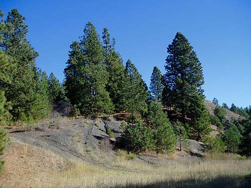Ponderosa pine grove, Coal Mines Trail, Roslyn, Washington