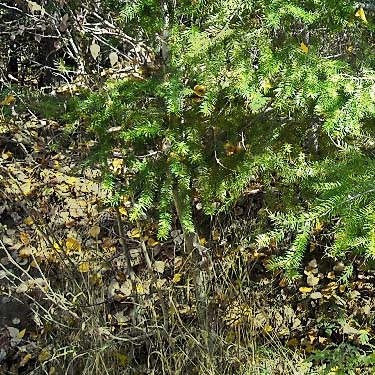 Douglas-fir in understory of cottonwood, Coal Mines Trail, Roslyn, Washington