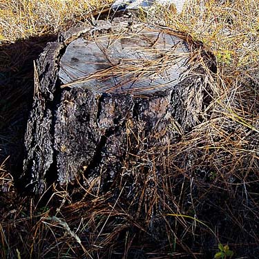 Ponderosa pine stump, Coal Mines Trail, Roslyn, Washington