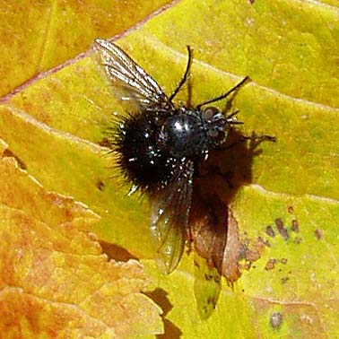 tachinid fly on cottonwood leaf, Coal Mines Trail, Roslyn, Washington