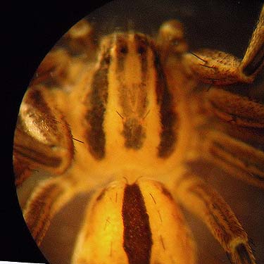 unidentified Thanatus crab spider, Coal Mines Trail, Roslyn, Washington
