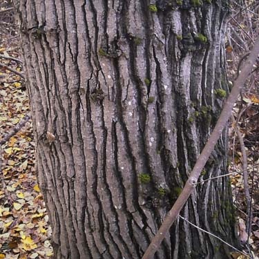 cottonwood trunk, Coal Mines Trail, Roslyn, Washington