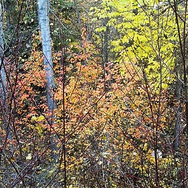 vinemaple Acer circinatum, Coal Mines Trail, Roslyn, Washington