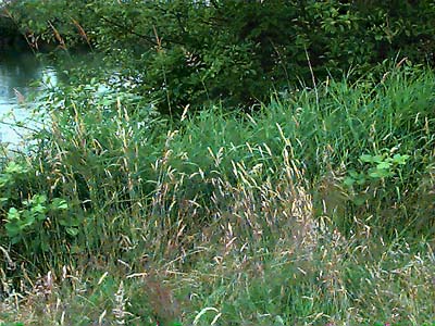 Grassy bank of Snohomish River, Rotary Park, Everett, Washington