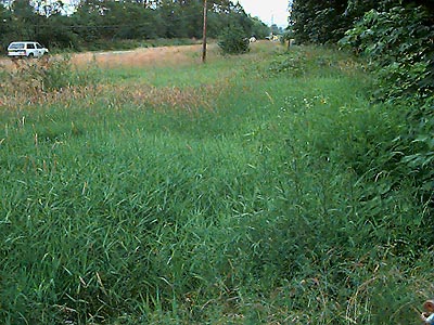 grassy field across highway from Rotary Park, Everett, Washington