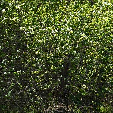 western serviceberry Amelanchier alnifolia at "gopher prairie" 1 mile S of Roy, Washington