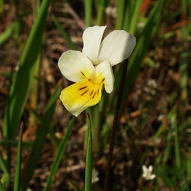 Viola arvensis, field pansy, non-native flower in "gopher prairie" 1 mile S of Roy, Washington