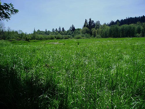 Large grassy field west of Roy, Washington