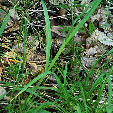 maple leaf litter in a grassy field W of Roy, Washington