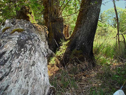Bigleaf maple Acer macrophyllum trunk and litter in grassy field west of Roy, Washington