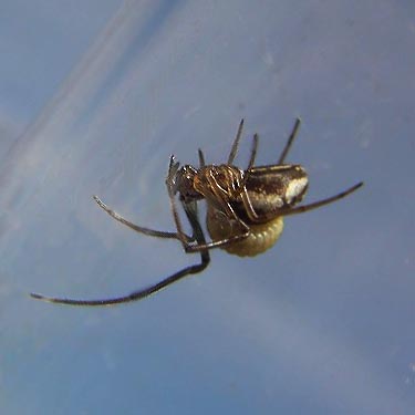 spider Tetragnatha laboriosa with parasitoide wasp larva Colpomeria kincaidi, grassy field west of Roy, Washington