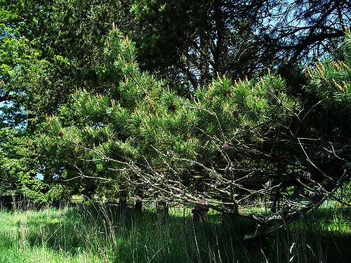 Lodgepole pine Pinus contorta in big grassy field west of Roy, Washington