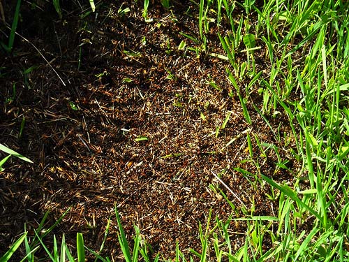 early season thatching ant nest Formica obscoripes, "gopher prairie" 1 mile S of Roy, Washington